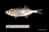 Juvenile Pomatomus saltatrix, bluefish, SEAMAP collections